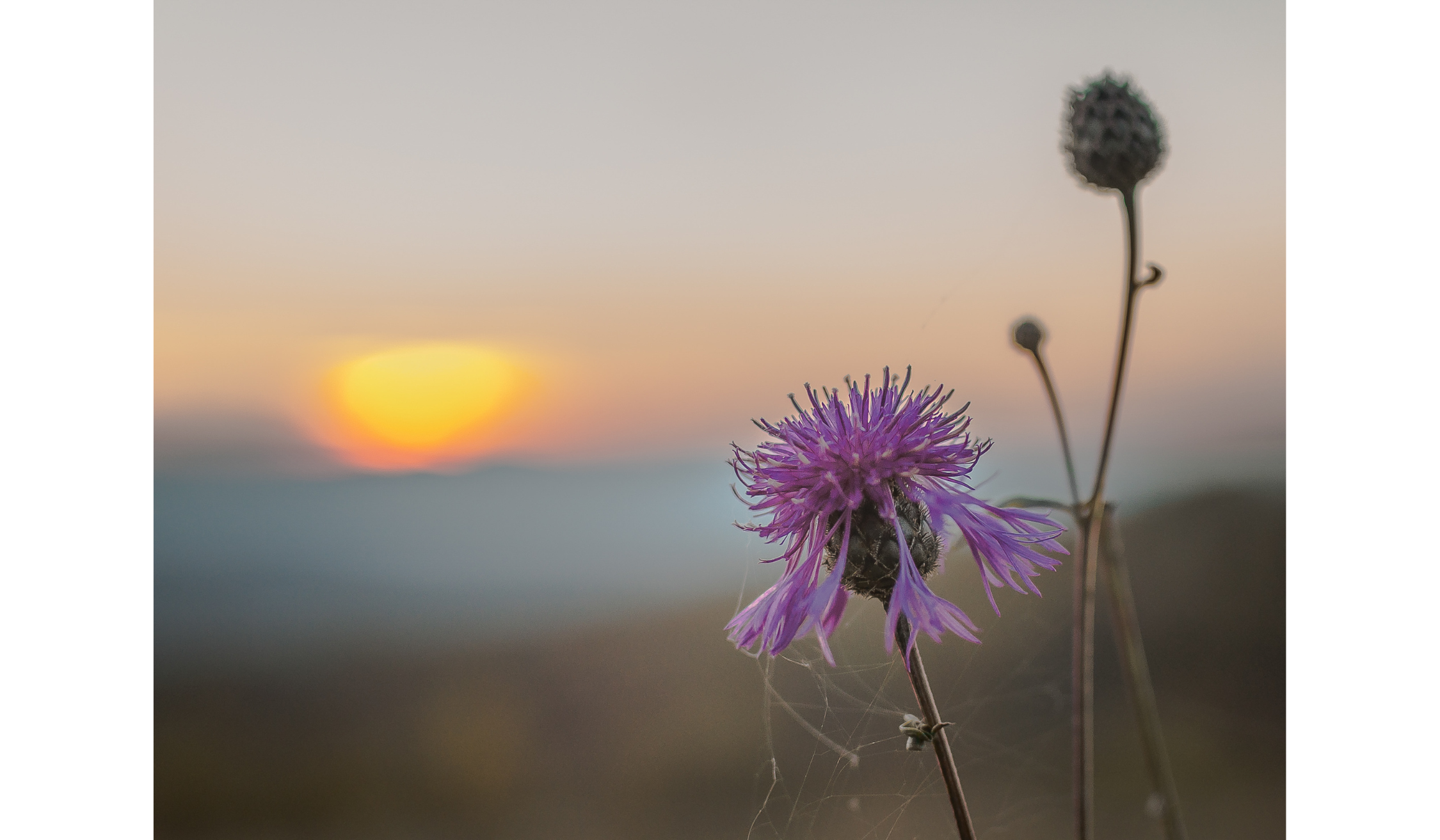 IN THE SPACE BETWEEN: SILENCE AS A SUPERVISION PRACTICE FOR TEAM COACHES