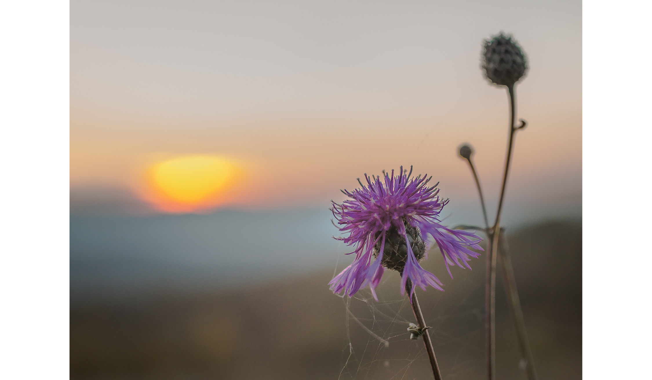 In the Space Between: Silence as a Supervision Practice for Team Coaches